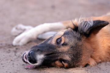 A six-month-old Border Collie mix is lying in the sand, taking a nice break. His tongue is resting...