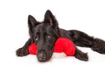 The black Old German Shepherd is lying with its head on a red Christmas hat