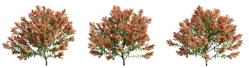 set of albelia trees, 3D rendering with transparent background, for digital composition, illustration & architecture visualization