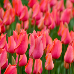 Pink spectacular tulips and forest in the spring