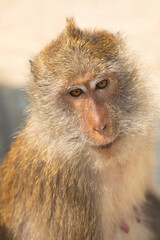 Portrait of a macaque monkey, on the island of Koh Chang, in the Gulf of Thailand