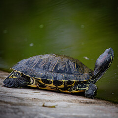 Red-eared Florida terrapins on the shore of the lake about to jump into the water