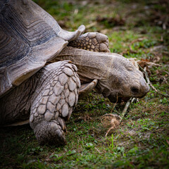 Fototapeta premium Giant brown land turtle eating on green grass ground