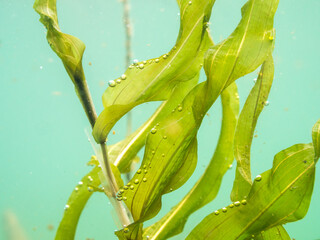 Submerged leaves of Potamogeton praelongus aquatic plant