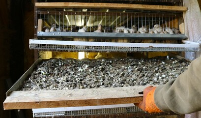 poultry farmer's hands in gloves take out a tray with bird droppings from under a cage with quails in a room with artificial lighting, caring for quails kept in enclosures, cleaning up droppings - obrazy, fototapety, plakaty
