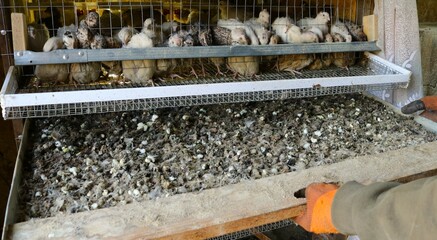 a farm worker removes an overflowing tray of bird waste from a quail cage, a poultry farmer cleans...