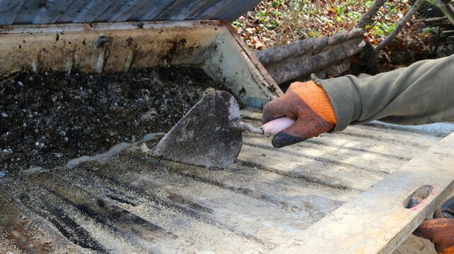 worker's hands use a metal scraper to scrape bird droppings from an iron pallet into a box for storing organic fertilizer, collecting domestic quail droppings for use in gardening and farming