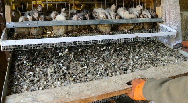 a farm worker removes an overflowing tray of bird waste from a quail cage, a poultry farmer cleans a cage with domestic small birds, clearing bird excrement from the cage tray