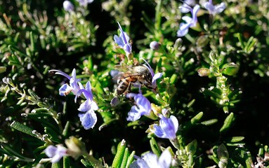 LANDSCAPE, TREES, LEAVES, NATURE, NATURE COLOR, NATURAL CREATION, FRUIT, FLOWERS, BEES,  CAMP HOUSE, ROSE, HOUSE, WATER, FOUNTAIN, AMERICAN FLAG, AROUND THE WORLD, GARDENS