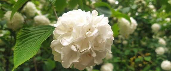 biały kwiat