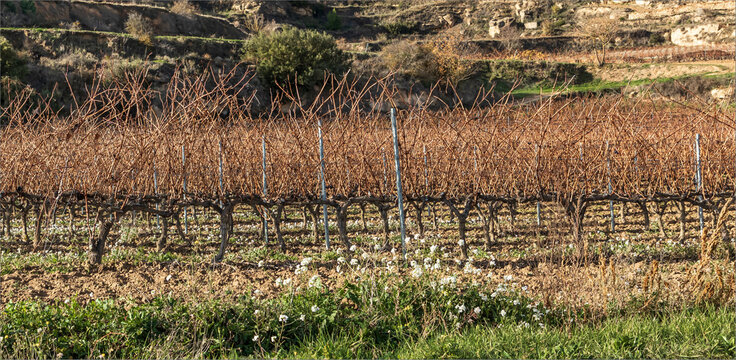 Doube guyot spur training system visibe on the autumn vineyard