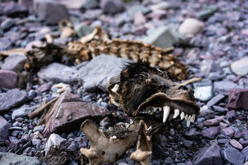 A snow leopard remains on the way to the top of Kegety