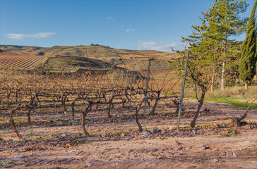 Naklejka premium The Rioja region vineyards with single guyot pruned vines