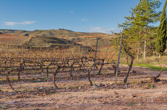 The Rioja region vineyards with single guyot pruned vines
