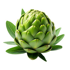 Obraz premium Green fresh artichoke 
