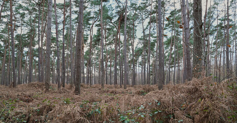 Fototapeta premium Beautiful view of the Houssière wood
