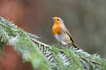 Robin (erithacus rubecula) posing on the branch of a spruce tree with bright red breast showing - Yorkshire, UK in Winter