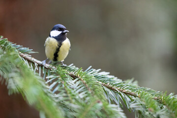 Great Tit (Parus Major) posing on the branch of a spruce tree - Yorkshire, UK in Winter