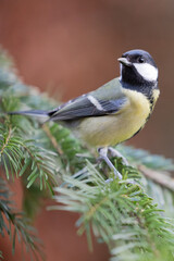 Great Tit (Parus Major) posing on the branch of a spruce tree - Yorkshire, UK in Winter