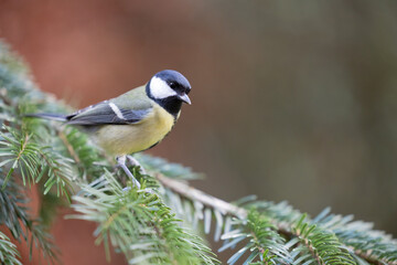 Great Tit (Parus Major) posing on the branch of a spruce tree - Yorkshire, UK in Winter