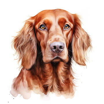 Beautiful red setter portrait over white background. Digital watercolour.