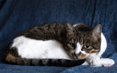 Black, brown, and white domestic tabby cat lies on the sofa.