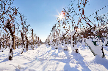 Snowy winter vineyard rows on a sunny day