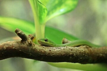 Junge Raue Grasnatter (Opheodrys aestivus) im Alter von vier Monaten.