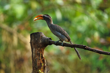 Most Beautiful Malabar grey hornbill having fruits with beautiful background at Thattekad,Kerala,India

