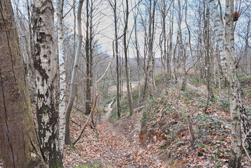 Fototapeta premium Beautiful view of the Houssière wood