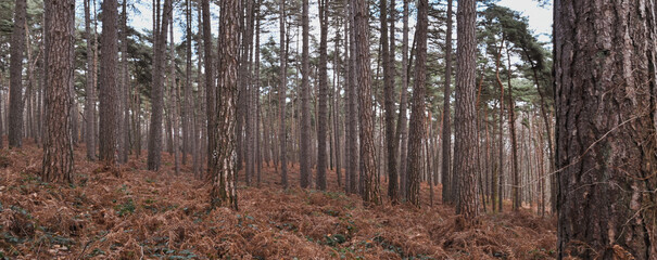 Obraz premium Beautiful view of the Houssière wood