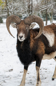 European mouflon, Ovis musimon. Ram in the winter time.