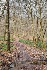 Obraz premium Beautiful view of the Houssière wood