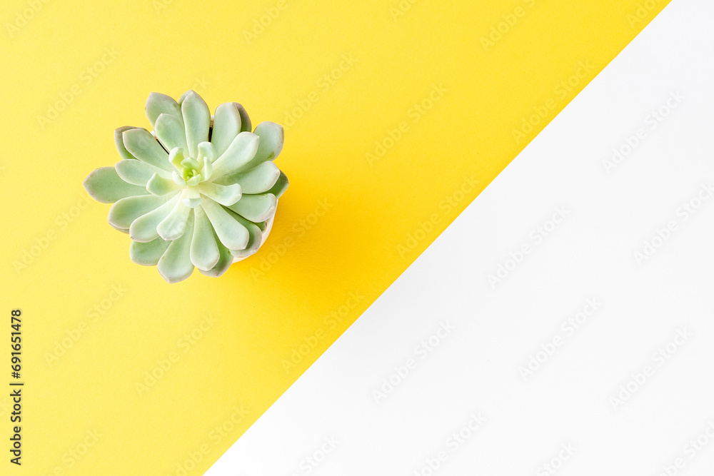 Wall mural Small green succulent on abstract background. Top view