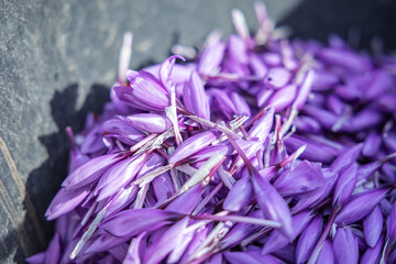 From above pile of freshly harvested saffron petals resting on a dark slate surface, showcasing the vibrant purple hues and delicate texture of the spice