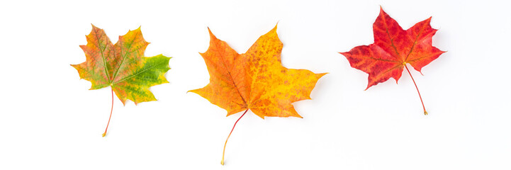 Autumn concept with colourful maple leaves isolated on white background. Top view. Flat lay
