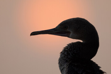 Socotra cormorant during sunrise, Bahrain