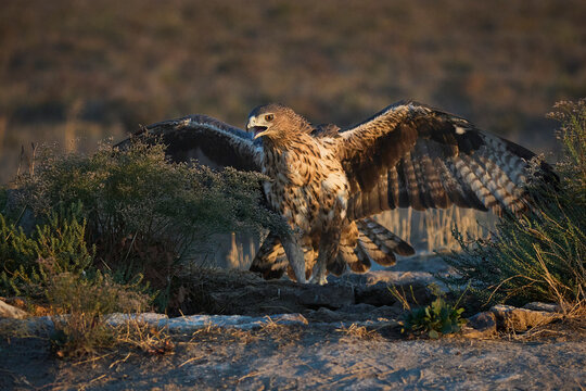 Wild Aquila fasciata or Bonellis eagle spreading brown plumage wings in wildlife among lush plants against blurred background in natural habitat