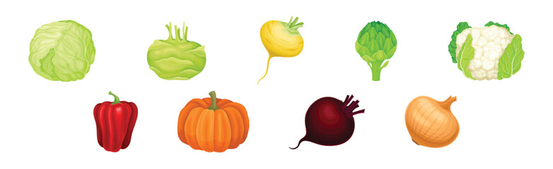 Fresh and Ripe Vegetables Harvest with Organic Crop Vector Set