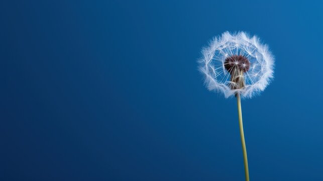  a dandelion blowing in the wind with a blue sky in the background of the image is a blue sky and there is a single dandelion in the foreground.