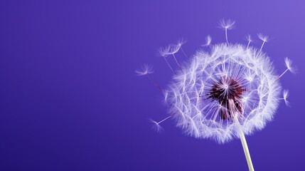 a close up of a dandelion on a purple background with a small drop of water in the middle of the dandelion and the dandelion.