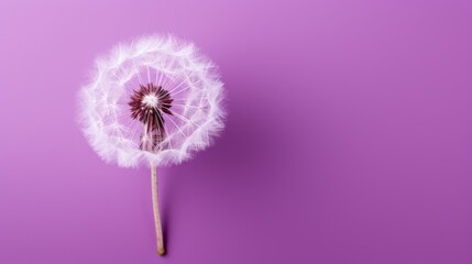  a dandelion on a purple background with a small drop of water in the middle of the dandelion to the left of the dandelion, and the top of the dandelion to the top of the dandelion.