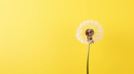  a dandelion on a yellow background with a small drop of water in the middle of the dandelion on the bottom of the dandelion is the dandelion.
