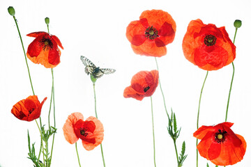 Blossoming red poppies and butterfly on white background