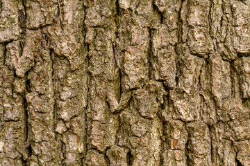 bony coarse texture of german oak tree. Close-up of bark