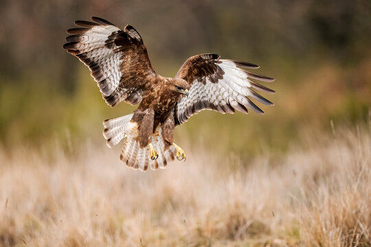 Buteo eagle in Flight over Grassland