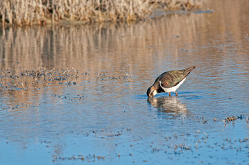 Northern Lapwing (Vanellus vanellus) feeding in water.