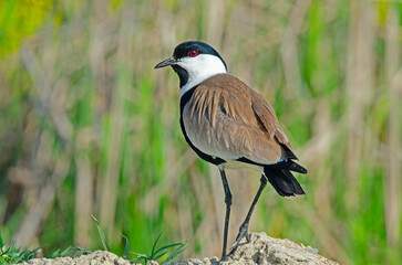Pur-winged Lapwing (Vanellus spinosus) among pink flowers.