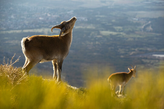 Mountain goat and Iberian ibex in their natural habitat