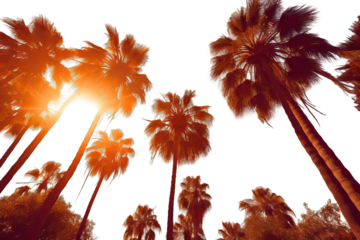 wallpaper sunlight peaceful water background light gold colours hot sunset la beach california tree los Sun shining tall palm trees Summer fashion travel vacation tourism lifestyle weather concept